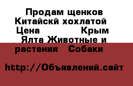Продам щенков Китайскй хохлатой › Цена ­ 10 000 - Крым, Ялта Животные и растения » Собаки   